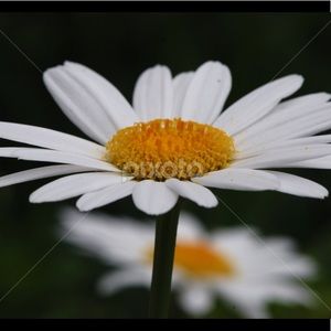 Meet your Posher, Rose